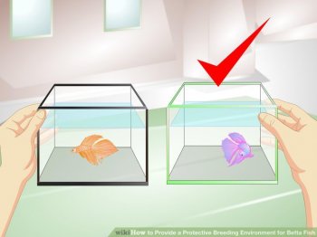 Image titled Provide a Protective Breeding Environment for Betta Fish Step 5