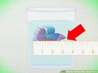 Image titled Tell How Old a Betta Fish Is Step 1