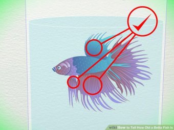 Image titled Tell How Old a Betta Fish Is Step 2