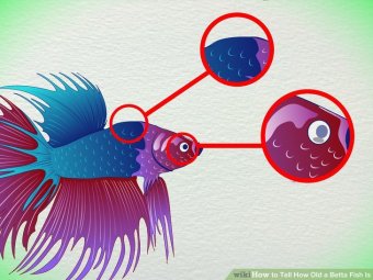 Image titled Tell How Old a Betta Fish Is Step 5