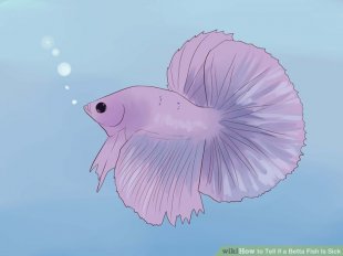 Image titled Tell if a Betta Fish Is Sick Step 1