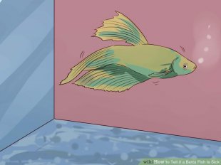 Image titled Tell if a Betta Fish Is Sick Step 7