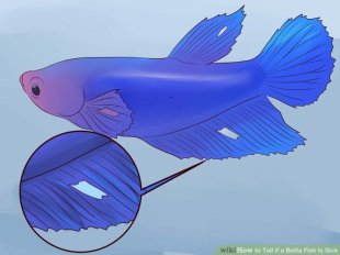 Image titled Tell if a Betta Fish Is Sick Step 2