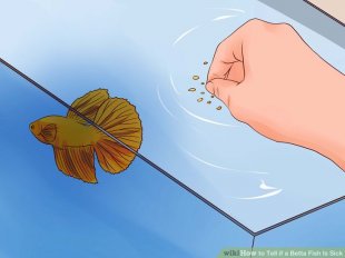 Image titled Tell if a Betta Fish Is Sick Step 4