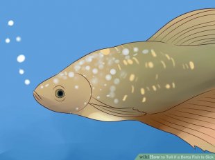 Image titled Tell if a Betta Fish Is Sick Step 5
