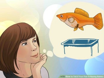 Image titled Tell if Your Fish Is Having Babies Step 6