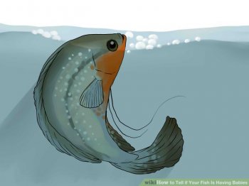 Image titled Tell if Your Fish Is Having Babies Step 8