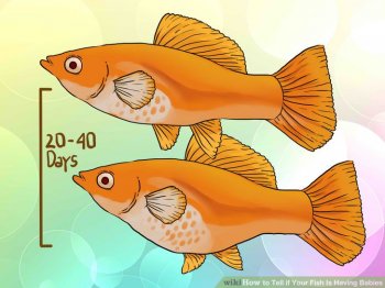 Image titled Tell if Your Fish Is Having Babies Step 4