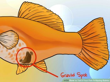 Image titled Tell if Your Fish Is Having Babies Step 5