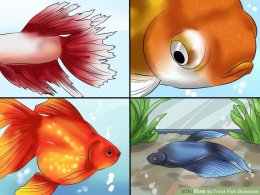 Image titled Treat Fish Diseases Step 1
