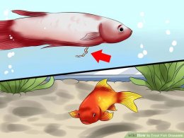 Image titled Treat Fish Diseases Step 3