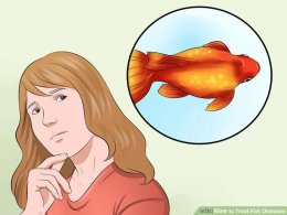 Image titled Treat Fish Diseases Step 4