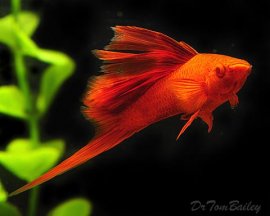 Livebearers for sale