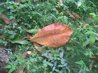 Indian almond leave