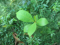 Indian almond tree plantling