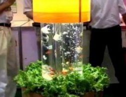 Indoor Aquaponics