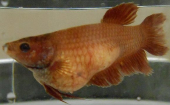 Female Betta fish pregnant