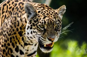 jaguar