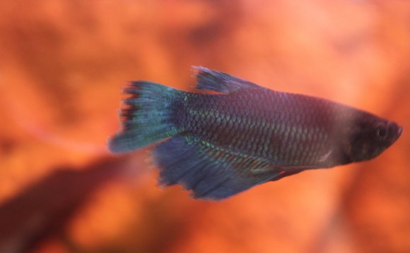 Can Betta fish eat Tropical fish Food?