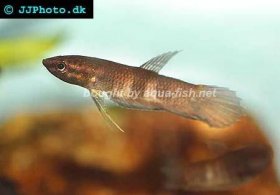 Kapaus betta, picture 1