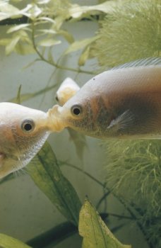 Kissing fish belong to the same family as bettas and paradise fish.