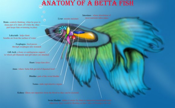 Betta fish funny