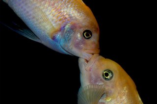 Liplocked-Cichlids