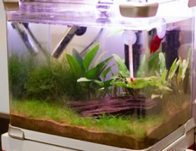 Live planted aquarium