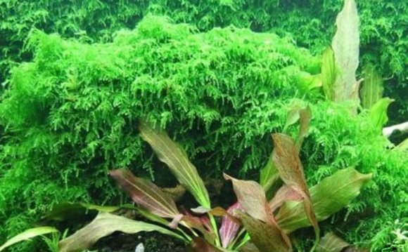 Plants with Betta fish