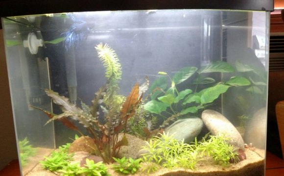 Bettas Grow