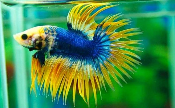 Crowntail Betta fish names
