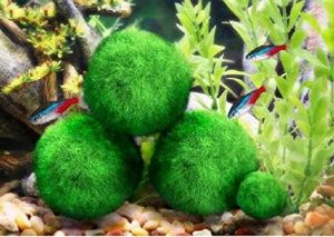 Luffy Marimo Moss Balls