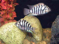Male and Female Convict Cichlids with their young baby fish fry.