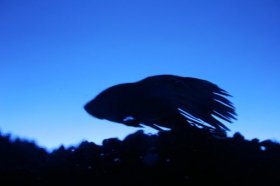 Male bettas are generally easy to identify.