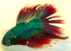 Male Blue and Red Half Moon Betta displaying.