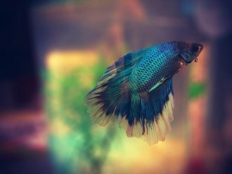 Male Halfmoon Betta