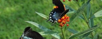 Male Spicebush Swallowtail (green coloration) pursues female (blue coloration) Male Spicebush Swallowtail (green coloration) pursues female (blue coloration)