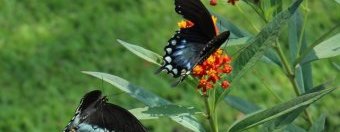 Male Spicebush Swallowtail (green coloration) pursues female (blue coloration)