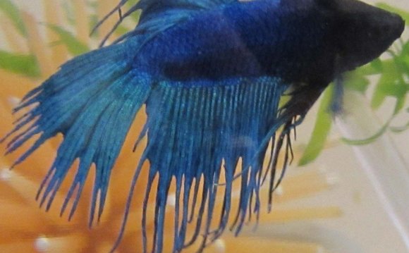 Treatment for fin rot in Betta fish