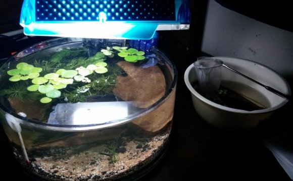 Betta Pond