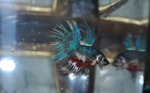 Crowntail male Betta fish care