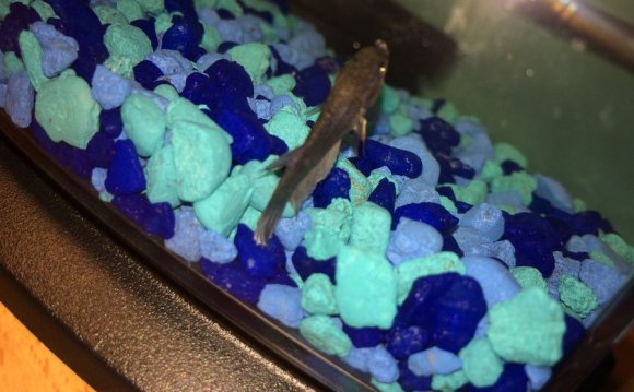 Why is my Betta fish sinking?