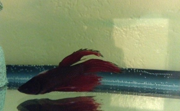 Betta fish with fin rot
