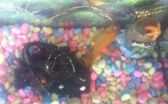 Betta fish on bottom of tank