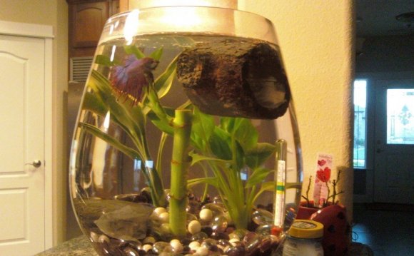 Betta fish filtered tank