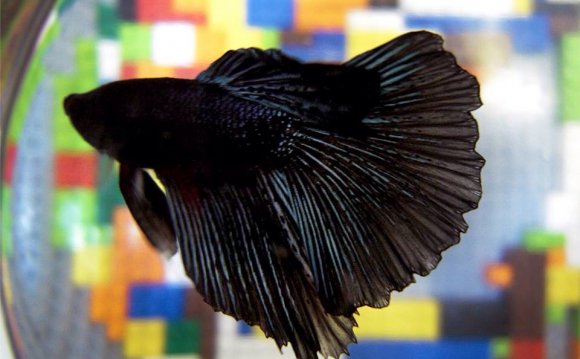 Funny fighting fish names