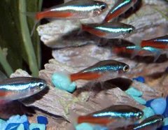 Neon Tetra can live with Betta fish