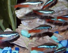 Neon Tetra Betta Neon Tetra can live with Betta fish