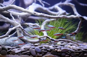 Neon tetras in clear water freshwater aquarium