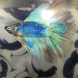 new betta from the pet store